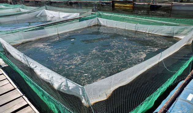 認(rèn)準(zhǔn) 宿州棉麻報價 企業(yè)大世界排名推廣