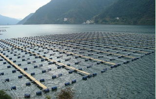 中國(guó)網(wǎng) 科技力量推動(dòng)通威發(fā)展 通威30年 暨 科技的力量 新聞發(fā)布會(huì)在蓉舉行