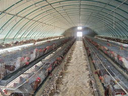 大棚骨架機,養(yǎng)殖大棚骨架機,新型溫室大棚安陽博利