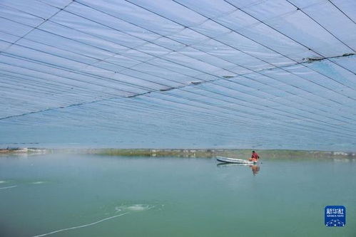 春季水產養殖 育苗忙