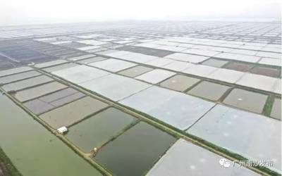 南沙又有新去處?休閑漁業民俗文化體驗基地要來了