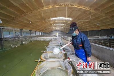 河北灤南:水產工廠化養殖促增收