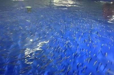 又一條名優(yōu)海魚獲得突破!五年攻關,山東首次突破黃帶擬鲹人工繁育技術