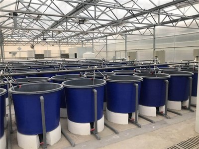 現(xiàn)代高產(chǎn)環(huán)保養(yǎng)魚(yú)方式-環(huán)保養(yǎng)魚(yú)-智慧農(nóng)研