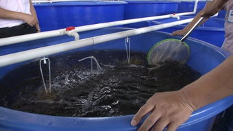 襄陽(yáng)養(yǎng)殖淡水蝦要多少資金到哪可以學(xué)養(yǎng)殖技術(shù) 新興可加盟