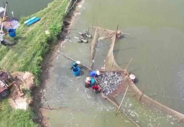 陽(yáng)江一水產(chǎn)養(yǎng)殖基地年供大灣區(qū)活魚(yú)超過(guò)5000噸