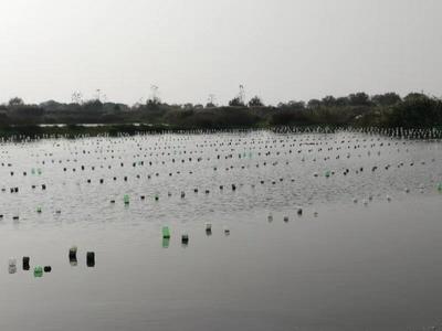 農(nóng)民日報:以行業(yè)發(fā)展為己任 --記上海海洋大學(xué)淡水珍珠蚌種質(zhì)資源創(chuàng)新研發(fā)團隊