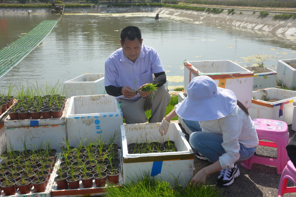魚塘種稻,藏糧于&ldquo;水&rdquo;,稻漁綜合種養(yǎng)技術(shù)&ldquo;輕騎兵&rdquo;在行動(dòng)