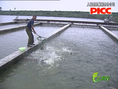 巢湖 水產養(yǎng)殖迎來 豐收季