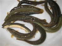 河南泥鰍養(yǎng)殖基地鄭州泥鰍養(yǎng)殖技術