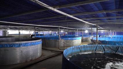 武漢海鮮陸養項目開工 年產石斑魚超50萬斤，推動水產養殖技術研發