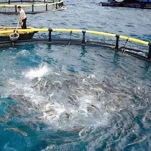 晶合物聯 智慧水產養殖技術驅動產業升級，融合農家樂休閑觀光服務