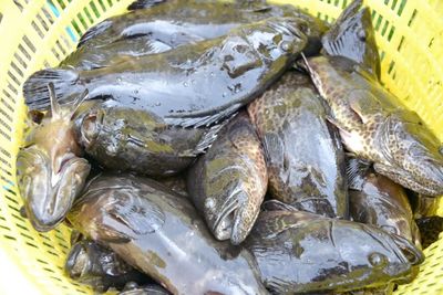 銀海區(qū)石斑魚(yú)豐收季 金虎、龍膽珍珠組團(tuán)來(lái)“報(bào)到”，推動(dòng)水產(chǎn)養(yǎng)殖技術(shù)新發(fā)展