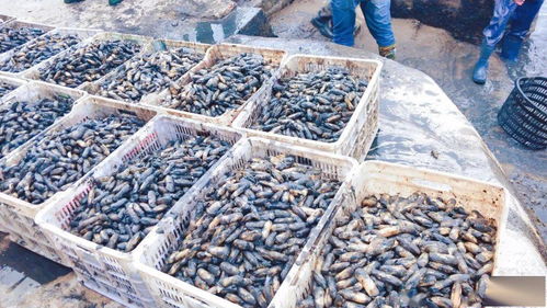 一畝地賺1.2萬(wàn) 不斷學(xué)習(xí)先進(jìn)技術(shù)，水產(chǎn)養(yǎng)殖增收增產(chǎn)之道