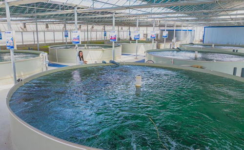 變堿為寶育鮮鱸 尉犁縣探索鄉(xiāng)村振興特色發(fā)展路徑