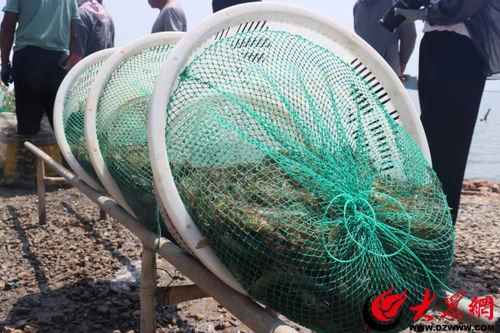 鹽田養(yǎng)蝦富農(nóng)家 綠色發(fā)展繪新篇——濱化長盈水產(chǎn)以科技研發(fā)引領(lǐng)鹽田蝦產(chǎn)業(yè)可持續(xù)發(fā)展