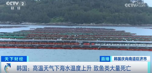 損失超1.5億元！魚類大量死亡重創(chuàng)水產(chǎn)養(yǎng)殖業(yè)，技術(shù)研發(fā)迫在眉睫